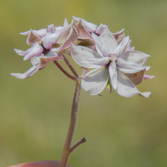 Asclepias humilis