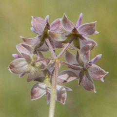 Asclepias humilis