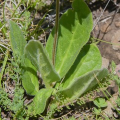 Asclepias humilis