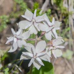 Asclepias humilis