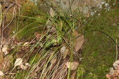 Carex distachya