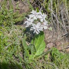 Asclepias humilis