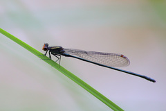 Pseudagrion ignifer
