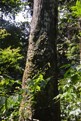 Autranella congolensis image