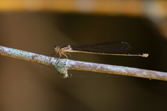 Pseudagrion ignifer