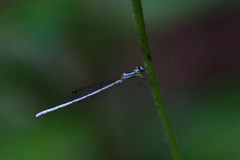 Agriocnemis argentea