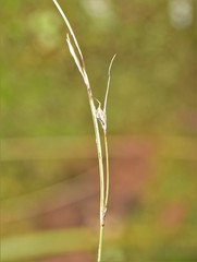 Carex distachya