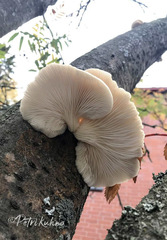 Pleurotus dryinus