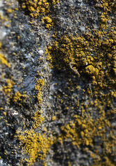 Candelariella coralliza