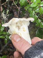 Albatrellus