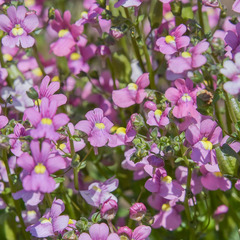 Nemesia caerulea