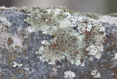 Xanthoparmelia stenophylla