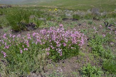 Nemesia caerulea