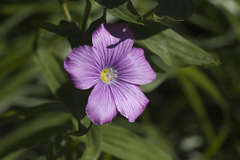 Linum hypericifolium