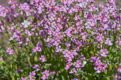 Nemesia caerulea