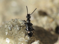 Microhoria