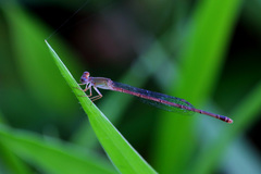 Ceriagrion aeruginosum