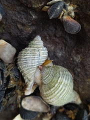 Trophon geversianus