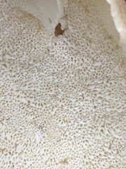 Albatrellus