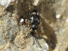 Microhoria