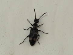 Microhoria