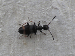 Microhoria
