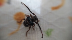 Tessarecphora arachnoides