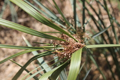 Cyperus sexangularis