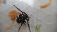 Tessarecphora arachnoides