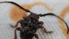 Tessarecphora arachnoides