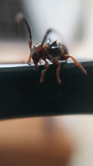 Tessarecphora arachnoides