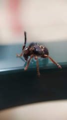 Tessarecphora arachnoides