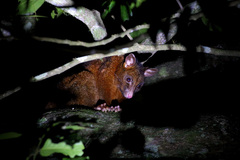 Trichosurus johnstonii