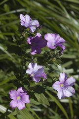 Linum hypericifolium