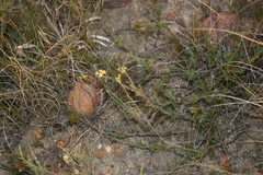 Notobubon collinum