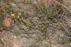 Notobubon collinum