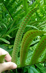 Drynaria pleuridioides