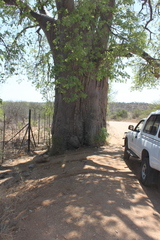 Xanthocercis zambesiaca