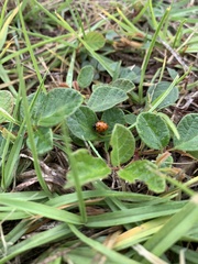 Hippodamia convergens