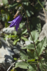 Campanula collina