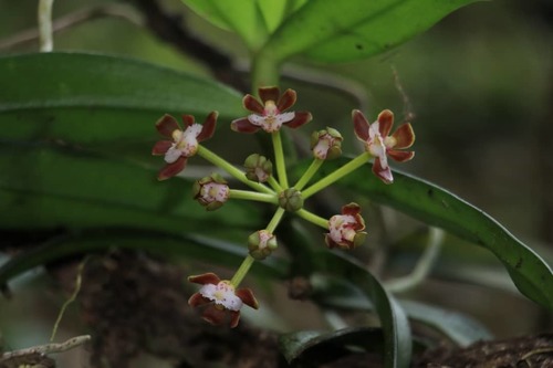 Gastrochilus dasypogon, 2020-10-21