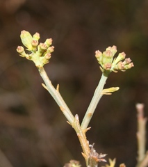 Lacomucinaea lineata