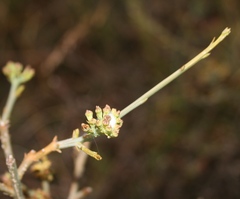 Lacomucinaea lineata