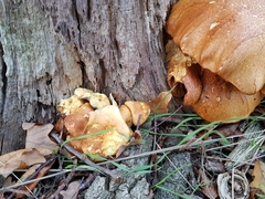 Fungi