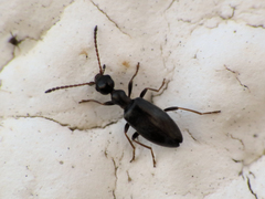 Microhoria versicolor