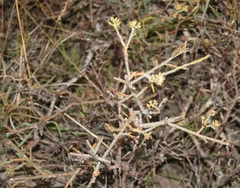 Lacomucinaea lineata