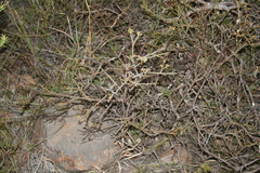 Lacomucinaea lineata