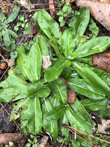 Gamochaeta americana
