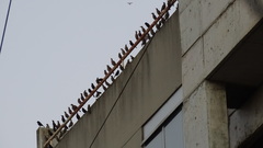 Sturnus vulgaris
