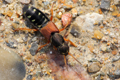 Staphylinus dimidiaticornis